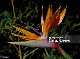 Image result for Strelitziaceae