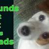 Download and buy high quality puppy crying sound effects. 1