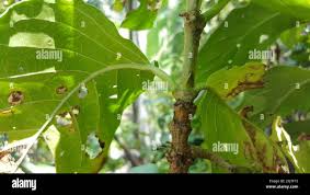 Image result for Vangueria madagascariensis