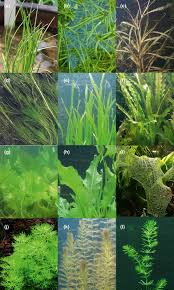 Image result for Hydrostachys polymorpha