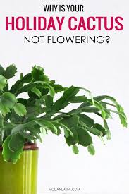 A thanksgiving cactus (schlumbergera) is beautiful even without the flowers. Common Holiday Cactus Care Problems