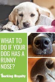 Runny Nose In Dogs What You Should Know Barking Royalty Dog Runny Nose Runny Nose Dog Sneezing