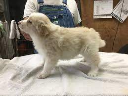 Border Collie Breeders New Franklin Oh Michelle S Grooming Emporium Llc