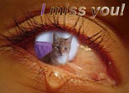 Popular quotes on the loss of a cat by famous authors, celebrities, and newsmakers. 270 Cat Angel Ideas In 2021 Pet Loss Grief Pet Remembrance Pet Loss