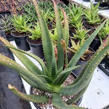 Image result for Aloe veseyi