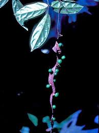 Image result for Vitaceae