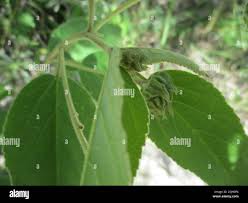 Image result for Melhania forbesii