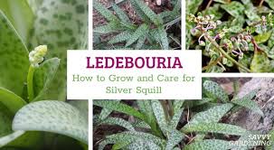 Image result for Ledebouria