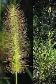 Image result for Setaria parviflora