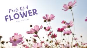 This is the first step in a. The Parts Of A Flower With Diagrams Science Trends