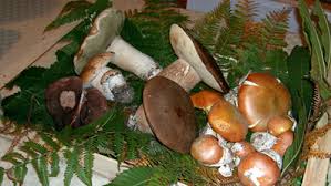 Puoi usare questi funghi, tra l'altro molto pregiati, se hai a disposizione poco tempo o per insaporire un piatto poco gustoso. Come Pulire I Funghi Al Meglio Diredonna