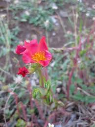 Image result for Portulacaceae