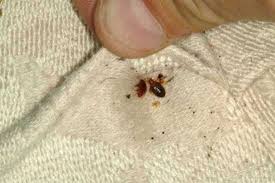 Baking soda is another natural bed beg solution that you can use straight out of the fridge. Elite Pest Control