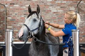 Faaina, araberstute, jg 2003, stkm 152, schönenberg tg. Traumberuf Groom Die Beziehungsarbeiter