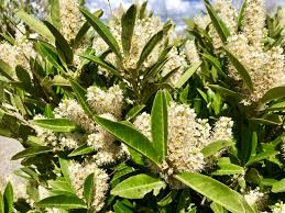 Compact laurel hedge plants description. Prunus Laurocerasus Otto Luyken Dwarf English Laurel Cherry Brenlissa Online Nursery