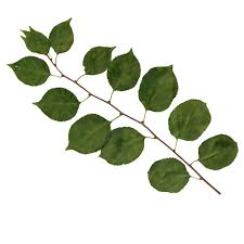 It's also a process that differs from tree to tree. Id My Bonsai Tree Identification Guide Bonsai Empire