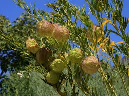 Image result for Gomphocarpus physocarpus