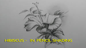 Learn how to draw pencil drawings and sketches step by step drawing tutorials. Hibiscus In Pencil Shading Step By Step Smudging Youtube