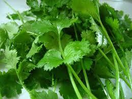 18 Great Fact About Can Cats Eat Cilantro Everyone Should Read It