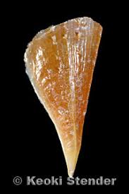 Image result for Nidorella pinnata