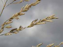 Image result for Eragrostis curvula