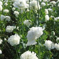 Valmue White Cloud Br I Papaver Paeoniflorum I Valmuer Stauder Blomster