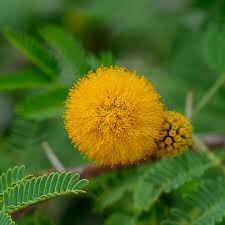 Image result for Acacia farnesiana