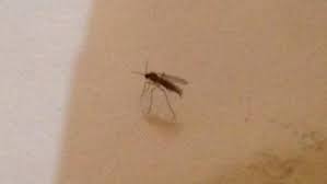 Gnats In Basement Doityourself Com Community Forums