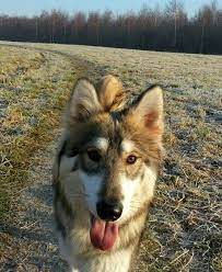 kaleesi 9 months northern inuit dog dog breeds dogs