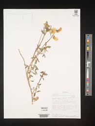Image result for Crotalaria barkae