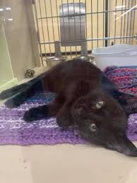 We provide siamese, persian, ragdoll , himalayan, bengal, tuxedo cat,etc. Petsmart Adoption Center Ithaca Ny Home Facebook