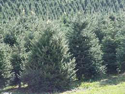 We take special care when growing our lovely fraser fir christmas trees at our nc christmas tree farms which are located in western north carolina. Christmas Tree Species Nc State Extension Publications