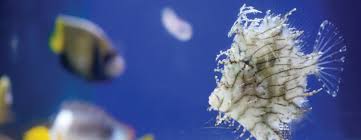 Well you're in luck, because here they come. Aqua Aquarium Community Impact Newspaper