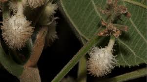 Image result for Buchnerodendron