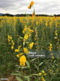 Image result for Crotalaria juncea