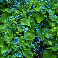 Check spelling or type a new query. Perennial Flowers For Shade Gardens