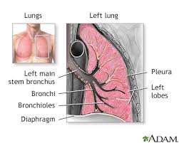 Image result for Acute Bronchitis