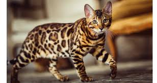 The bengal cat/kittens are guaranteed to be in good health, guaranteed felv/fiv negative & currently vaccinated & wormed, before they go, at the time of sale. Bengal Breeders Australia Bengal Info Kittens
