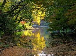 明治神宮御苑の秋 シュクレはお留守番 スナップ日記 明治神宮 神宮 日本庭園