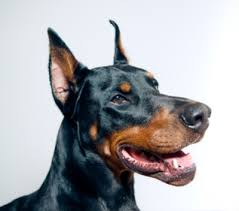Their names were dillinger (john dillinger), bonnie (bonnie parker), clyde. Doberman Pinscher Breed Facts And Information Petcoach
