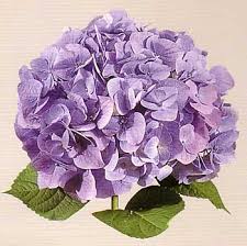 In fact, you can sprinkle rose petals onto your salad for a gourmet touch. Photos Of Poisonous Plants And Flowers For Dogs