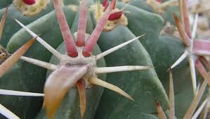 Growing conditions for cactus plants. Mutualism Between Cactuses And Ants In The Sonoran Desert