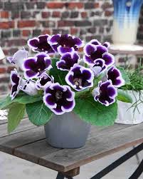 Pin On Gardening