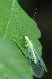 Die viecher sind sehr klein, da kommt man auch mal durch eine türritze durch. Gemeine Florfliege Wikipedia
