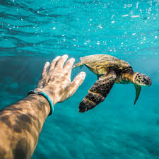 Sea Turtle Legend Bracelet Sea Turtle Turtle Elephant Rescue