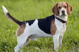 Check spelling or type a new query. Beagle Dog Breed Information