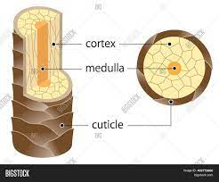 Its diameter, of between 45 μm and 90 μm, is determined by the number of keratinised cells, which are pigmented and more or less the same colour as the hair. Layer Hair Structure Image Photo Free Trial Bigstock
