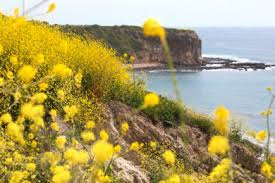 Foothill palo verdes only reach about 20 feet in height and have more yellowish bark and duller yellow/white flowers. Palos Verdes Homes Prices Up First Half 2017 Palos Verdes Source