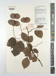 Image result for Illigera