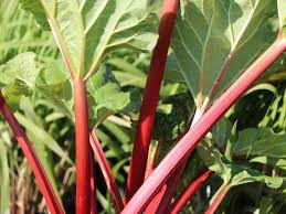 Eigentlich ist es unerheblich, bereits im. Erdbeer Rhabarber Himbeer Rhabarber Frambozen Rood Rheum Rhabarbarum Frambozen Rood Baumschule Horstmann